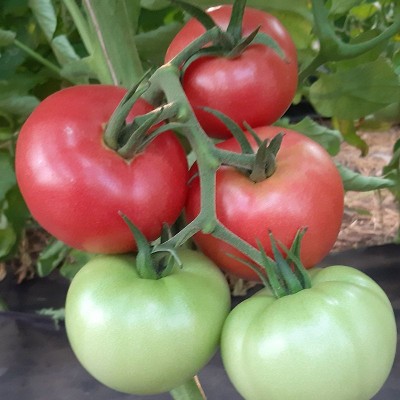 Семена томата розового индетерминантного Сим-Сим (EZ 777) F1 (100сем.) Libra Seeds (Erste Zaden)